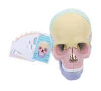UKCOCO Detachable Human Skull Model Anatomical Skull for Medical Studies Realistic Representation for Educators Easy Assemble and Disassemble Material for Anatomy Students