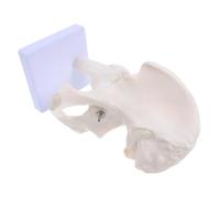 UKCOCO Human Skeleton Model for Bone Study Realistic Joint Simulation Tool for Educational Use Schools and Labs Detailed Hip Model for Anatomy Teaching