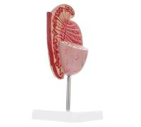 UKCOCO Male Reproductive Dissection Prop Human Anatomy Model with Enlarged Pvc Educational Teaching Instrument for School and Display