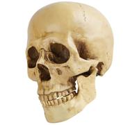 UKCOCO Resin Skull Model Simulation Skull Decoration Ornament Resin Home Decoration Halloween Decor for Educators and Artists