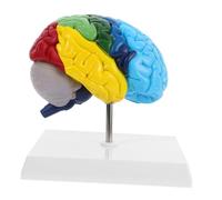 UKCOCO Scale Right Hemisphere Realistic Medical Teaching Tool for Science Classroom Study and Display Essential for Understanding Human Brain Structure and Function