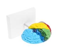 UKCOCO Scale Right Hemisphere with Color Labels for Educational Display Realistic Human Brain Prop for Science Classroom Study and Anatomy Learning