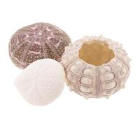 UKCOCO Sea Urchin Shell with Smooth Edges Air Plant Holders 3pcs Beautiful Vibrant Shell Material Flower Pots for Small-scale Fish Tanks and Art Galleries