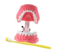 UKCOCO Tooth Brushing Typodont Model Brushing Demonstration Aid for Kindergarten Oral Care Teaching with Realistic Mouth Design Easy to Clean Sturdy Student Practice Tool
