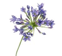 ulafbwur Faux Flower Weather-Resistant Not Wither Faux Silk Flower Easy to Carry UV-Resistant Artificial Agapanthus Flower Compatible with Bedroom Purple