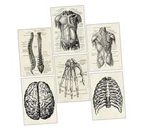 ULDIGI Educational Human Anatomy Wall Art 6 Pcs Large Human Organ Chart Poster for Classroom