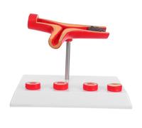 ULDIGI Human Cardiovascular Blood Vessel Model Plastic Anatomical Teaching Supply for Medical Education Clinical Pathology and Health Learning