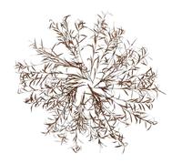 ULDIGI Miniature Desert Shrub Model Dried Bush DIY Miniature Plants for Model Train Scenery, Tiny Dollhouse Plants for Landscape Decoration, Sand Table Accessories