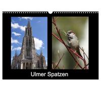 Ulm sparrows UK-Version (Wall Calendar 2026 DIN A3 Landscape), CALVENDO 12 Month Wall Calendar