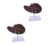 ULTECHNOVO 2pcs Human Liver Anatomical Model with Base Educational Display for Medical Teaching Material Safe and Environmental Friendly for Schools and Laboratories
