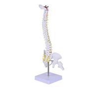 ULTECHNOVO 45cm Human Spine Model with Pelvis - Anatomical Vertebral Column Model for Medical Study, 17.7In Desktop Spine Anatomy Display with Nerve Roots & Intervertebral Discs for Clinic