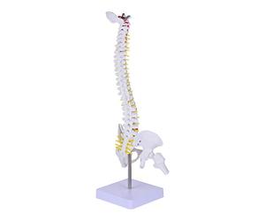 ULTECHNOVO 45cm Human Spine Model with Pelvis - Anatomical Vertebral Column Model for Medical Study, 17.7In Desktop Spine Anatomy Display with Nerve Roots & Intervertebral Discs for Clinic