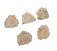 ULTECHNOVO 5pcs Trilobite Specimen Samples for Students, Natural Stone Material Random Shapes, for Science Education and Party Decorations, Enrich Knowledge and Develop Creativity