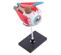 ULTECHNOVO Anatomical Eye Model for Educational Enhancing Understanding of Human Anatomy Safe Materials for Learning and Parent Interaction for Science Education and Classrooms