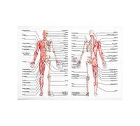 ULTECHNOVO Anatomical Poster Learning Muscular Skeletal System Laminated Human Skeleton Muscle Anatomy (27.51 x 19.65inch)