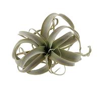 ULTECHNOVO Artificial Pineapple Decoration Simulation Plant 26x25cm Green Faux Air Plant Creative Home Ornament Tropical Party Supply Indoor Décor