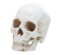 ULTECHNOVO Detachable Human Skull Model Realistic Anatomy Skull Model for Education and Decoration for Students and Professionals Detailed Craftsmanship for Teaching and Research