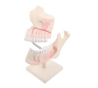 ULTECHNOVO Detailed Mouth Anatomy Model for Students Fake Plastic Teeth Typodont Accurate Permanent Tooth Structure for Oral Hygiene Education and Clinical Practice