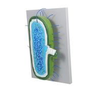 ULTECHNOVO Enlarged Animal Cell Model for Biology Teaching with Accurate Cell Organelles Structure Educational Science Kit for Classroom Demonstration and Scientific Study