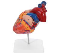 ULTECHNOVO Human Heart Anatomy Model for Students, Interactive Learning Pvc Heart Model with Structural Visualization, for Clinical Doctor Training and Desk Reference in Science Classroom