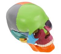 ULTECHNOVO Human Skull Anatomical Model Colorful Detachable Sections for Anatomy Study Educational Tool for Medical Students and Anatomy Courses