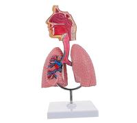 ULTECHNOVO Medical Respiratory Lung Model Teaching Tool for Students and Schools Environmental Friendly Anatomy Display for Human Breathing System Education Suitable for Laboratory and