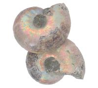 ULTECHNOVO Natural Ammonite Slice Specimen 2pcs Educational Models for Boys and Girls and Collection Decorative Ammonite Mineral Display for Learning and Fun