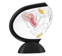 ULTECHNOVO Transparent Uterine Model Teaching Tool Female Reproductive System Human Organ Anatomy Model for School Clinic Use 8.66X7.87X2.76In