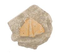 ULTECHNOVO Trilobite Arthropod Mineral Sample for Educational Purposes, Random Shape Model to Develop Creativity and Enrich Students Knowledge, for Science Teaching and Party Decorations