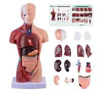Ultrassist Human Anatomy Model, 15 Pcs Removable Human Body Model, 28cm Human Torso Anatomy Model with Digital Manual for Science Education, School Science Medical Education Display