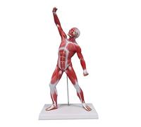 Ultrassist Human Anatomy Muscle Model, 20” Miniature Muscular System Model, Ideal Displaying & Visualizing Model of Superficial Structure