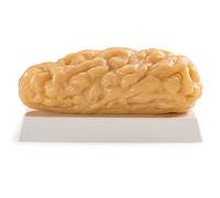 Ultrassist Human Body Fat Model, 2.5lbs Fat Replica, Anatomical Model for Students, Authentic Demonstration for Fitness Room, Lose Weight Dieter Reminder & Motivator