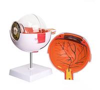 Ultrassist Human Eye Model 6X Enlarged with Removable Stand, Anatomical Eyeball Model for Science Classroom Study Display Medical Education