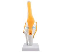 Ultrassist Human Knee Joint Model with Ligaments, Flexible 1:1 Scientific Life Size with Lightweight Display Base, Best Teaching Tool for Patient Education & Anatomy Study