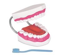 Ultrassist Mouth Model with Soft Silicone Tongue for Speech and Language Therapy, Oral Care Model for Teaching Kids to Brush Teeth, Metal Hinge