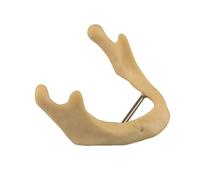 Ultrassist Plain Mandible for Drilling Practice, Basic Implant Training Model for Dental School Students, Great Dental Training Tooth for Dental Implant Practice