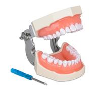 Ultrassist Typodont Teeth Model with 28 Detachable Teeth for Dental Hygiene Students, Suitable for Teaching, Practice and Study, with a Small Screwdriver