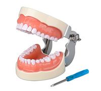 Ultrassist Typodont Teeth Model with 32 Detachable Teeth for Dental Hygiene Students, Suitable for Teaching, Practice and Study, with a Small Screwdriver