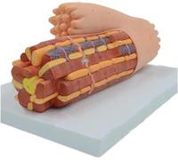 Ultrastructure of Cardiomyocytes Magnified Model of Myocardial Anatomy of Human Muscle Tissue Human Organ Model Human Muscle Tissue Cardiac Muscle Anatomy Enlarged