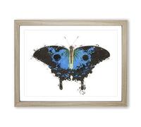 Ulysses Butterfly By George Shaw Modern Framed Print | A2 Oak Framed Wall Art | Ready to Hang | Modern Animal Picture | Living Room Bedroom Lounge Office