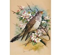 Umfarvt Paint by Numbers for Adults,Tree Bird Painting by Number Kits On Canvas,Color Oil Painting Acrylic on Canvas Paints for Home Wall Decor-Framed,30x40cm