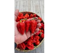 Umorok Red Ghost Chilli - 10 Fresh Seeds