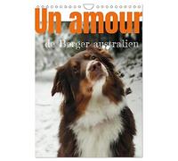 Un amour de berger australien (Calendrier mural 2027 DIN A4 horizontal), CALVENDO calendrier mensuel: Les bergers autraliens tricolores