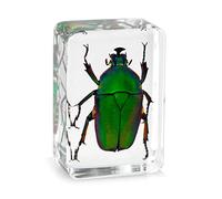 Unbekannt Transparent Insect Specimen Rose Chafer Beetle Animal Insect Display Specimen Educational Supply Biological Collection Pendant Necklace Decorations - #1