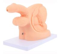 UNbit Catheterization Model Manikin Body Catheters for Men Male Mannequin Catheter Model Catheter Anatomy Teach Set Catheter Anatomy Model Human Body Catheterization Model