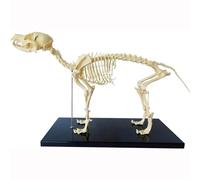UNbit Dog Skeleton Model, Dog Skeleton Model, Veterinary Anatomy and Human Biology Teaching Veterinary Teaching