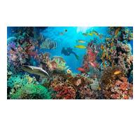 Under The Sea Aquarium Background Tropical Anthias Fish With Net Fire Corals On Red Sea Reef Fish Tank Background Underwater Marine World Fish Tank Decors Undersea Aquarium Backdrop Poster 30x12in