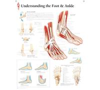 Understanding the Foot and Ankle