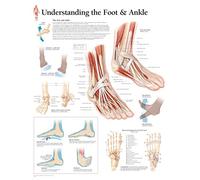 Understanding the Foot & Ankle Paper Poster