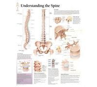 Understanding the Spine Laminated Poster